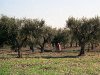 Antonio Graziani_Raccolta olive in Puglia
