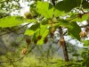 Edith Bucher_Amenti maschili di Fagus sylvatica L.