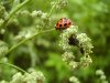 Edith Bucher_Chenopodium album L. con coccinella ed afidi