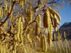 Edith Bucher_Fiori maschili e femminili di Corylus avellana L.