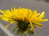 Maria Antonia Brighetti_Taraxacum officinale Weber