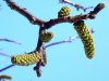 Roberto Albertini_Juglans regia L.