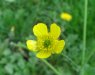 Roberto Albertini_Ranunculus sp.