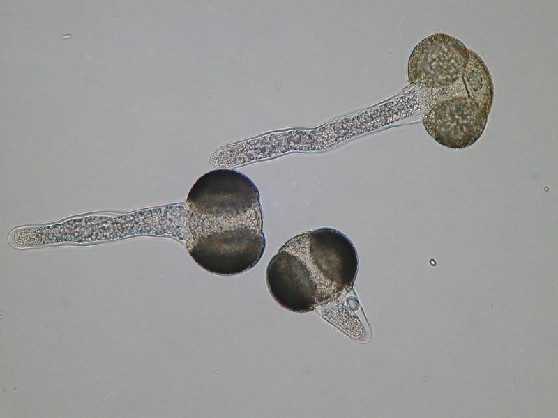 E Zieger germinazione in vitro di pollini di pino.JPG