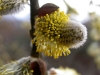 A. Travaglini, Salix caprea.JPG