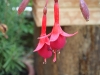 R. Albertini Fuchsia.JPG