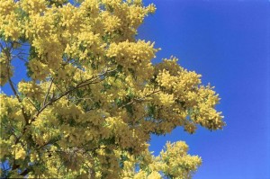 mimosa