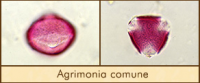 agrimonia-comune