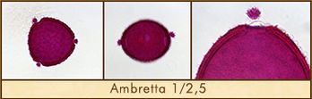 ambretta