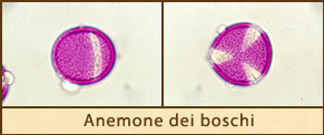 anemone-boschi