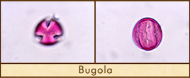 bugola