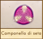 campanella-seta