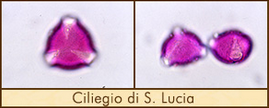 ciliegio-s-lucia