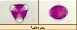 ciliegio