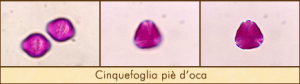 cinquefoglie-pie-oca