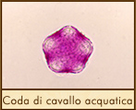 coda-cavallo-acquatica