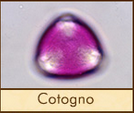 cotogno