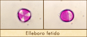 ell-fetido