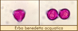 erba-benedetta-acq