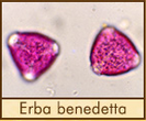 erba-benedetta