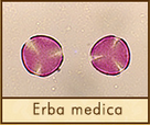 erba-medica