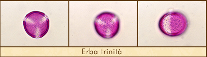 erba-trini