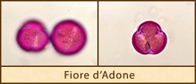 fiore-adone