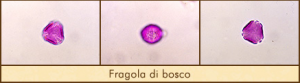 fragola-bosco