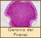 geranio-pirenei