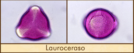 lauroceraso