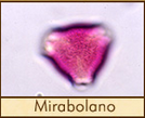 mirabolano