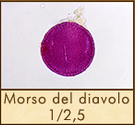 morso-del-diavolo