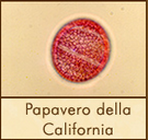 papavero-california