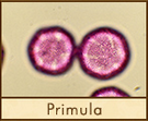 primula