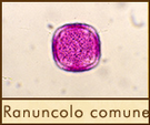 ranuncolo-comune