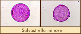 salvastrella-minore