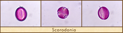 scorodonia