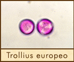 trollius