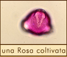 una-rosa-coltivata