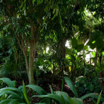 giardino tropicale