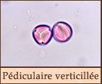 pediculaire-v