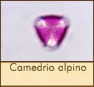camedrio-alpino
