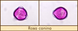 rosa-canina