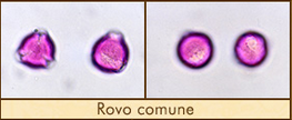 rovo-comune